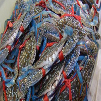 漳州海鲜活体空运